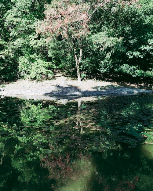 Photo trees growing by lake in forest