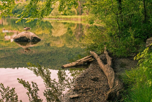 Foto alberi che crescono vicino al lago in