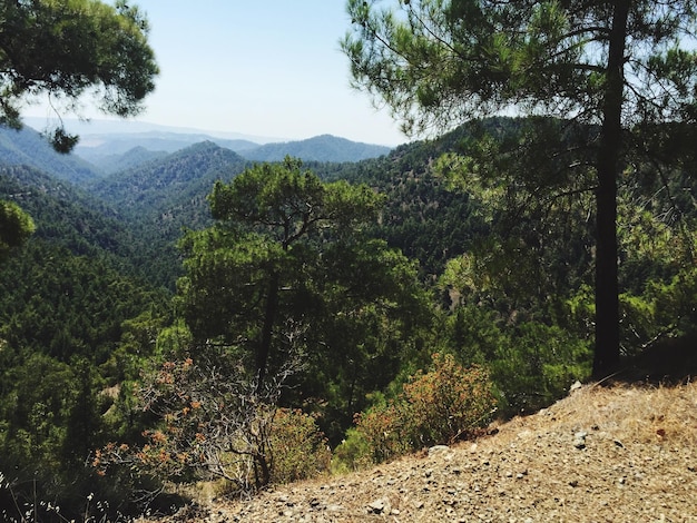 trees growing by mountains against sky