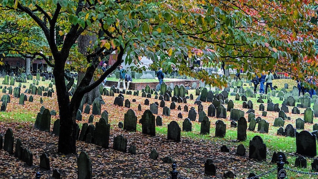 Trees growing in cemetery