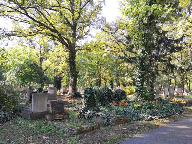 Foto alberi che crescono nel cimitero