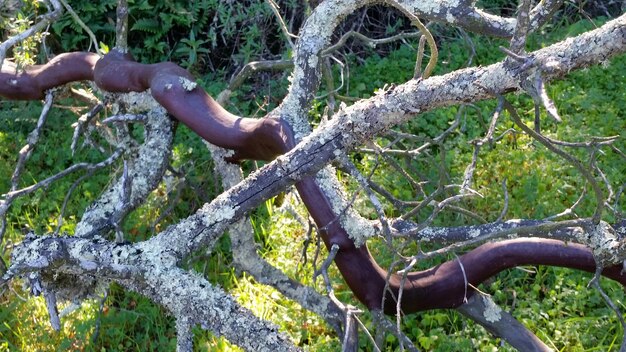 Foto gli alberi che crescono al buio