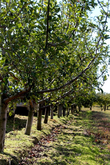 trees growing in farm