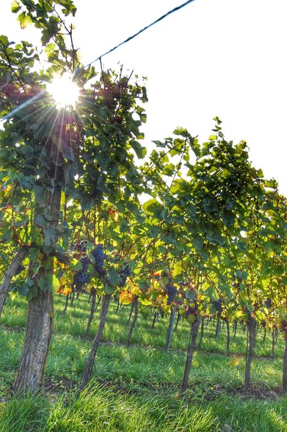 Trees growing on field against bright sun