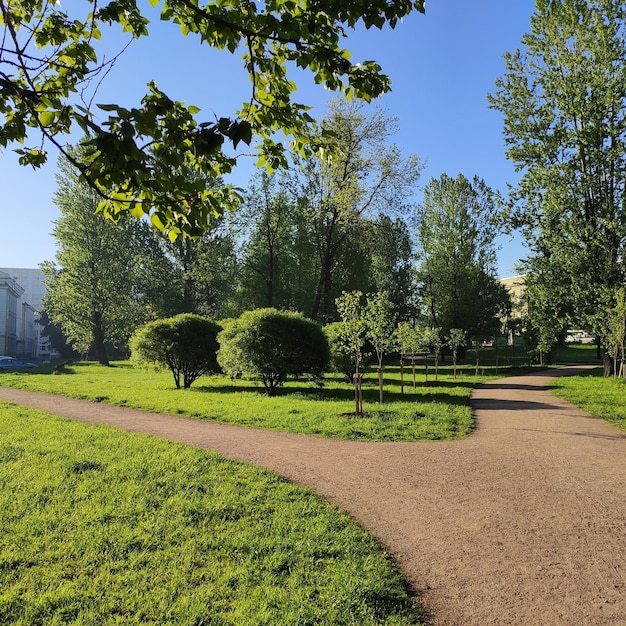 Photo trees growing on field against clear sky