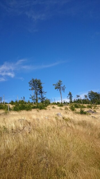 Trees growing on field against clear sky