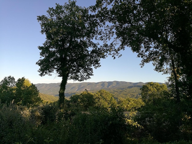 trees growing on field against clear sky