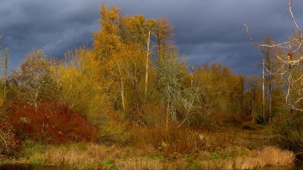 Trees growing on field against cloudy sky during autumn