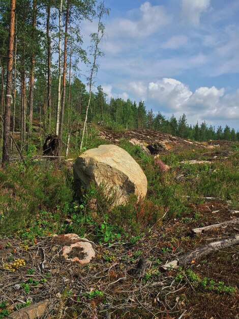 Foto alberi che crescono sul campo contro il cielo nella foresta