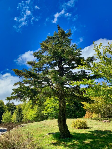 Trees growing on field against sky