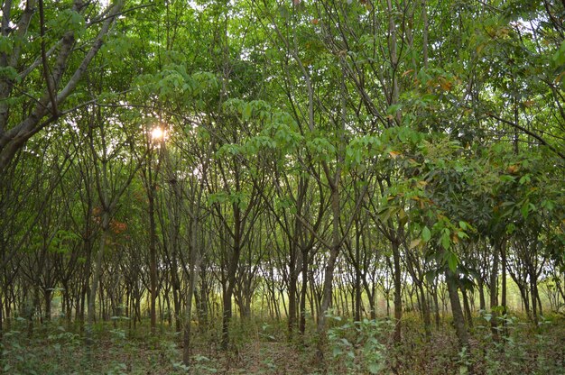 Trees growing on field against sky