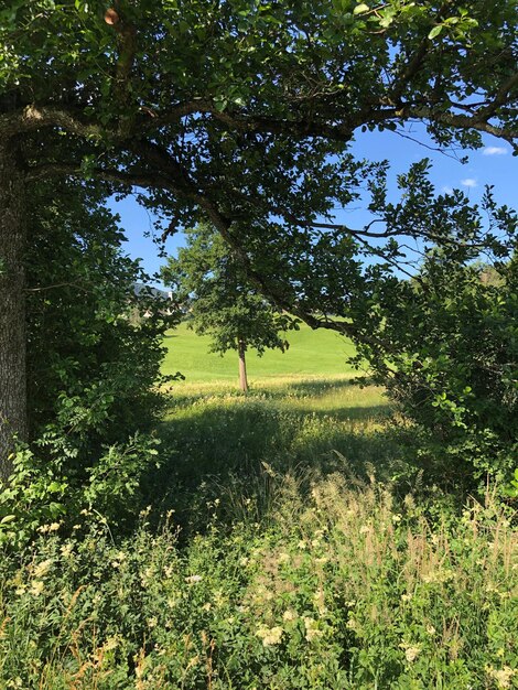 Trees growing on field against sky