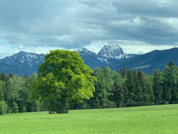 Trees growing on field against sky