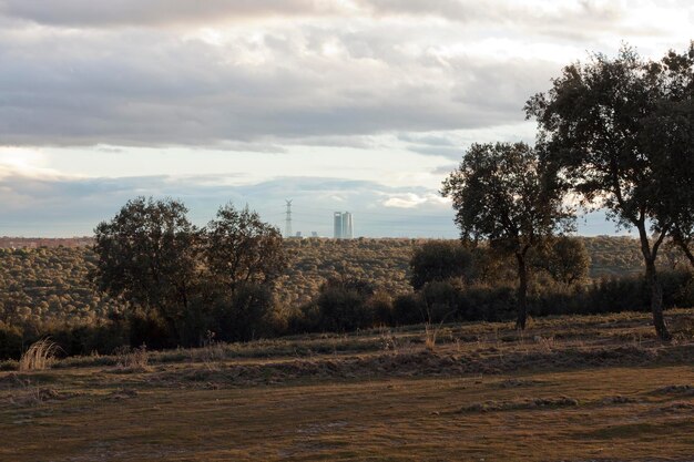 Foto gli alberi che crescono sul campo contro il cielo