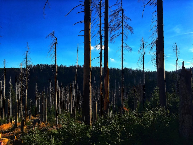 Trees growing on field against sky