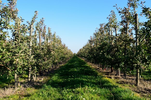 Trees growing on field against sky