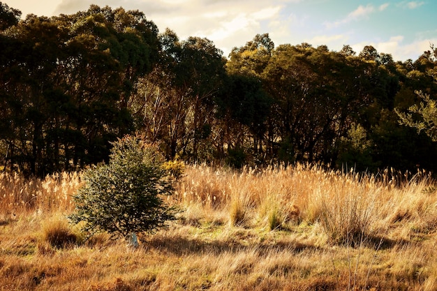 Photo trees growing on field against sky