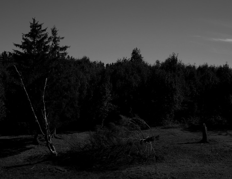 Photo trees growing on field against sky