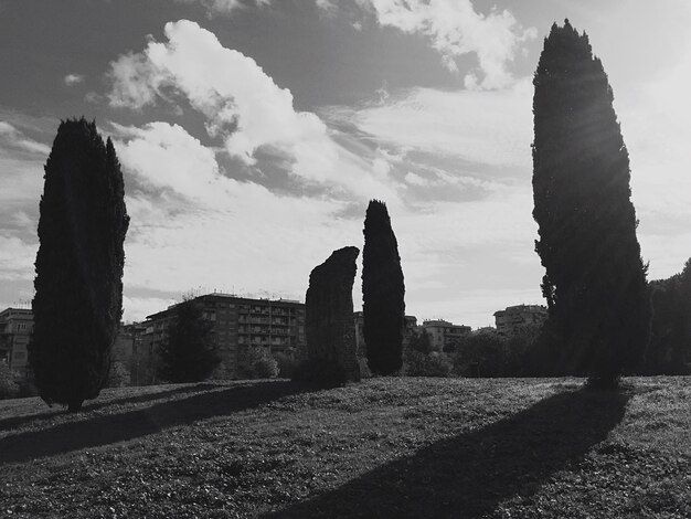 Foto gli alberi che crescono sul campo contro il cielo