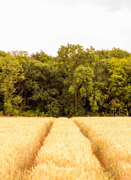 Trees growing on field against sky