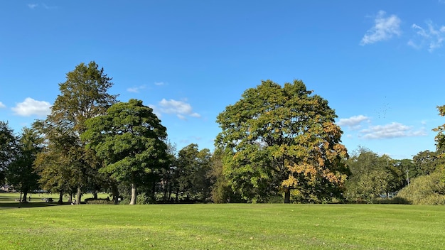 Trees growing on field against sky