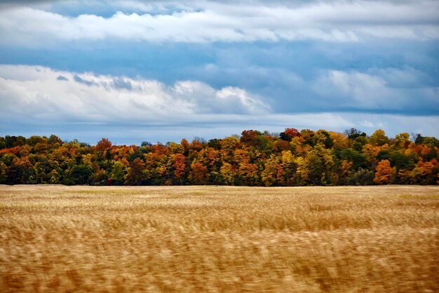 Trees growing on field against sky