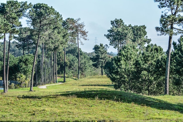 Foto gli alberi che crescono sul campo contro il cielo