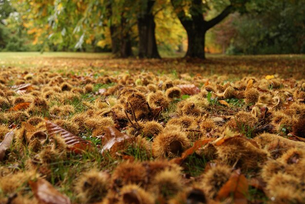 Trees growing on field during autumn