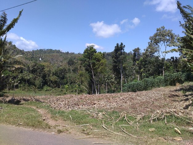 Foto gli alberi che crescono sul campo lungo la strada contro il cielo