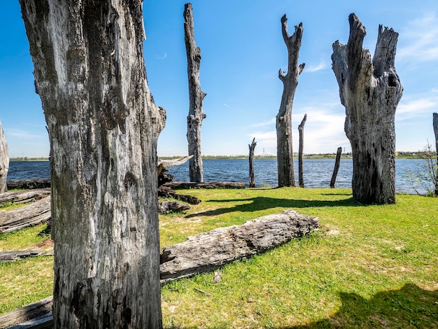 Trees growing on field by sea against sky