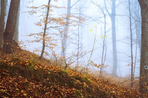 Photo trees growing on field during autumn