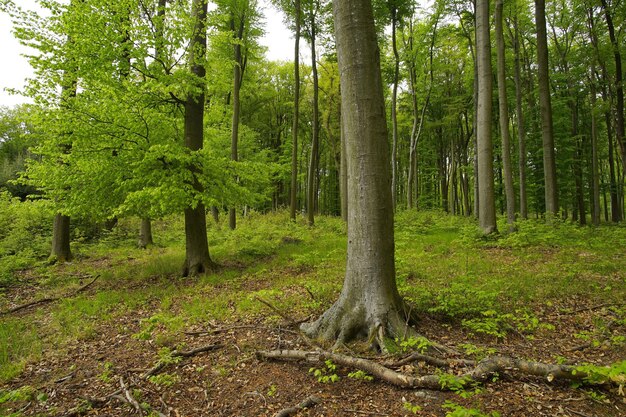 Trees growing on field in forest