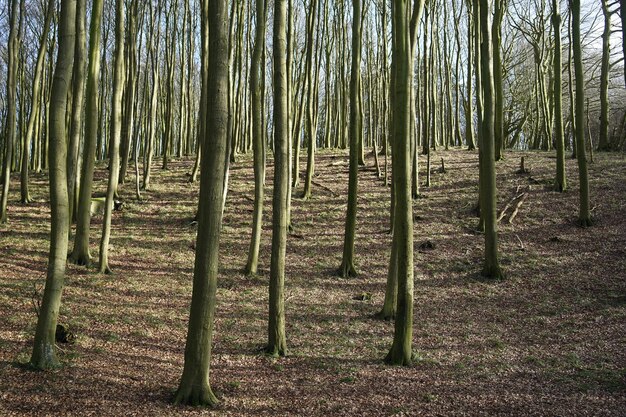 Trees growing on field in forest