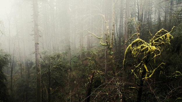 Photo trees growing on field at forest