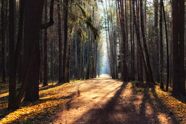 Trees growing on field in forest