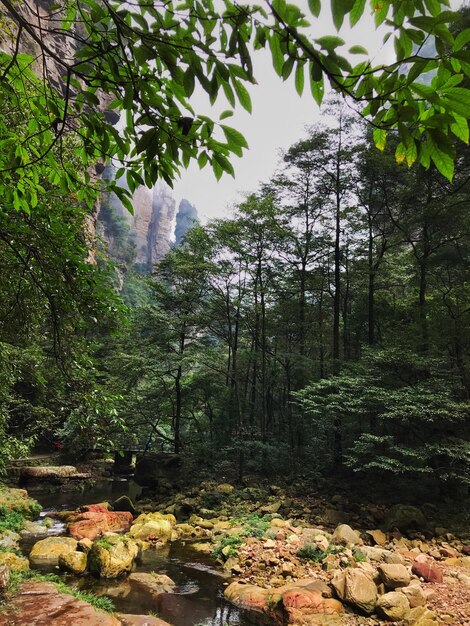 Foto alberi che crescono sul campo nella foresta