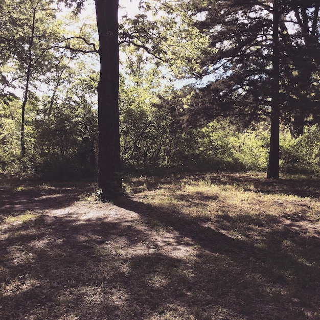 Photo trees growing on field in forest