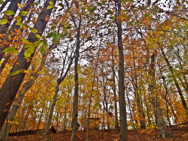 Photo trees growing on field at forest