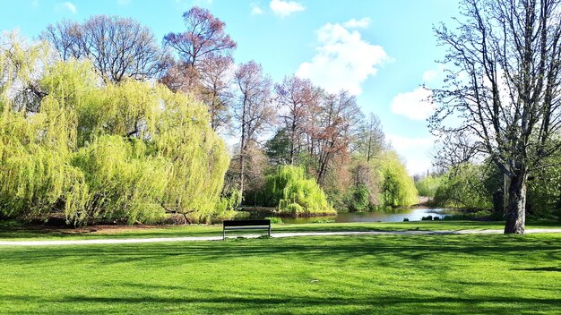 Trees growing on field in park against sky