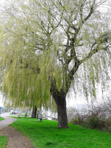 Trees growing on field in park