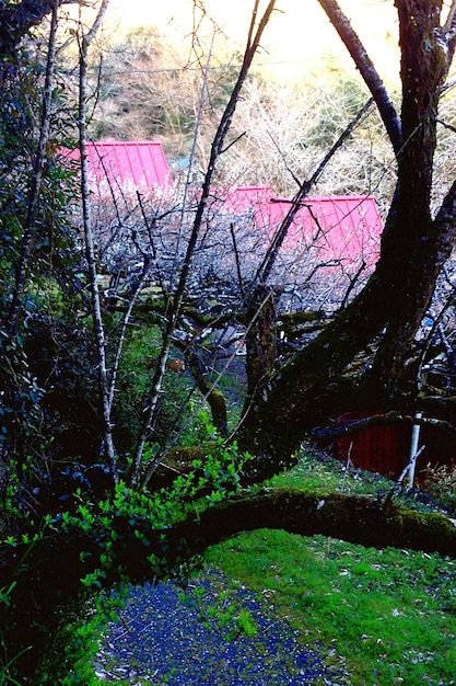 Foto alberi che crescono sul campo in cortile