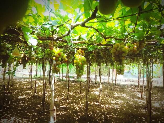 Trees growing on field