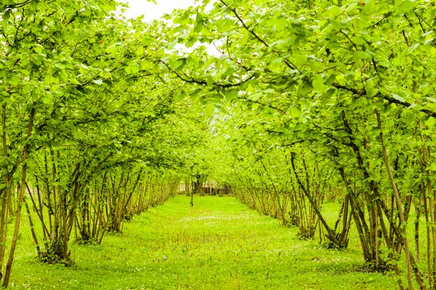 Trees growing on field