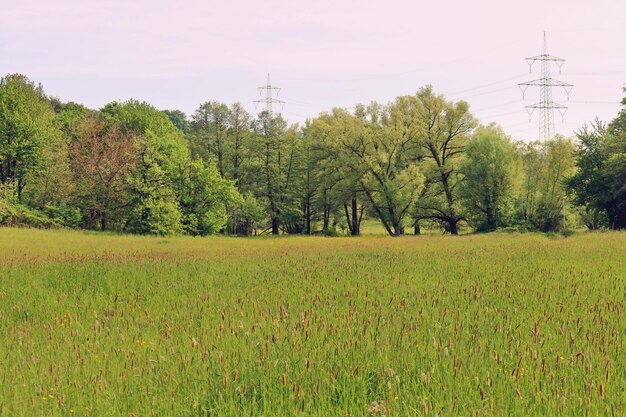 Trees growing in field