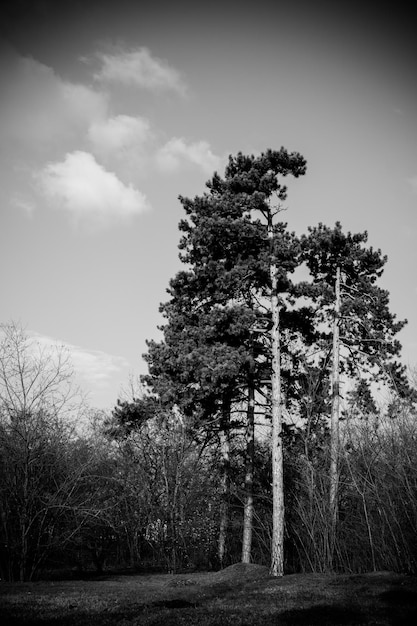 Foto alberi che crescono sul campo