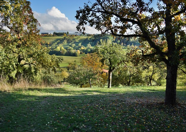 Foto alberi che crescono sul campo