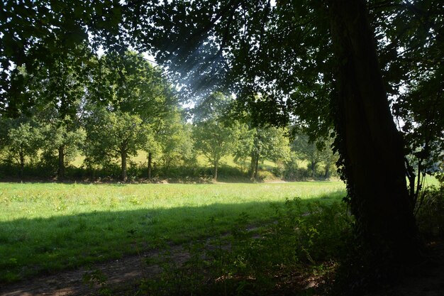 Trees growing in field