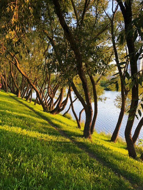 Foto alberi che crescono in campo