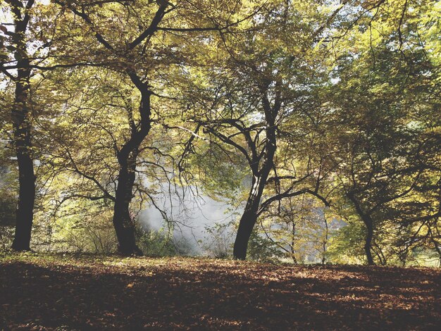 Trees growing on field