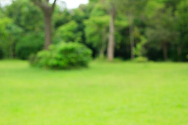 Foto alberi che crescono sul campo